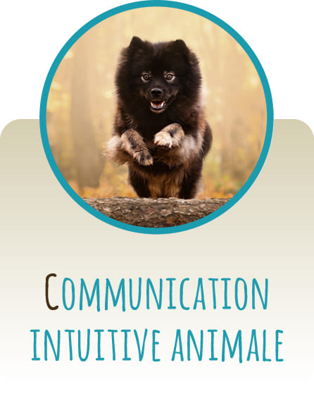 Communication intuitive animale