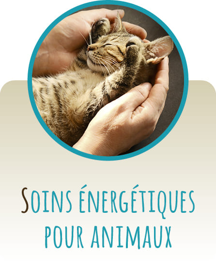 Soins énergétiques pour animaux